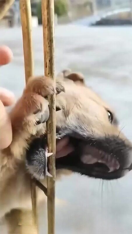 Stuck and Terrified