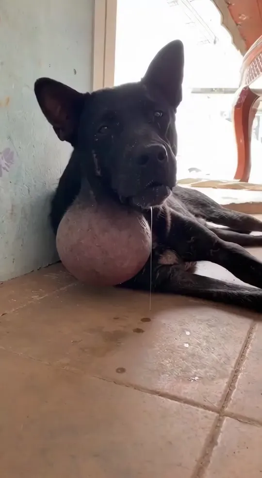 The Black Dog With a Tumor the Size of His Head