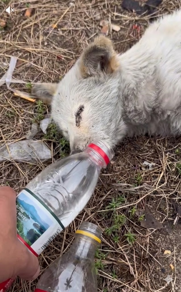 The dog had taken in some water