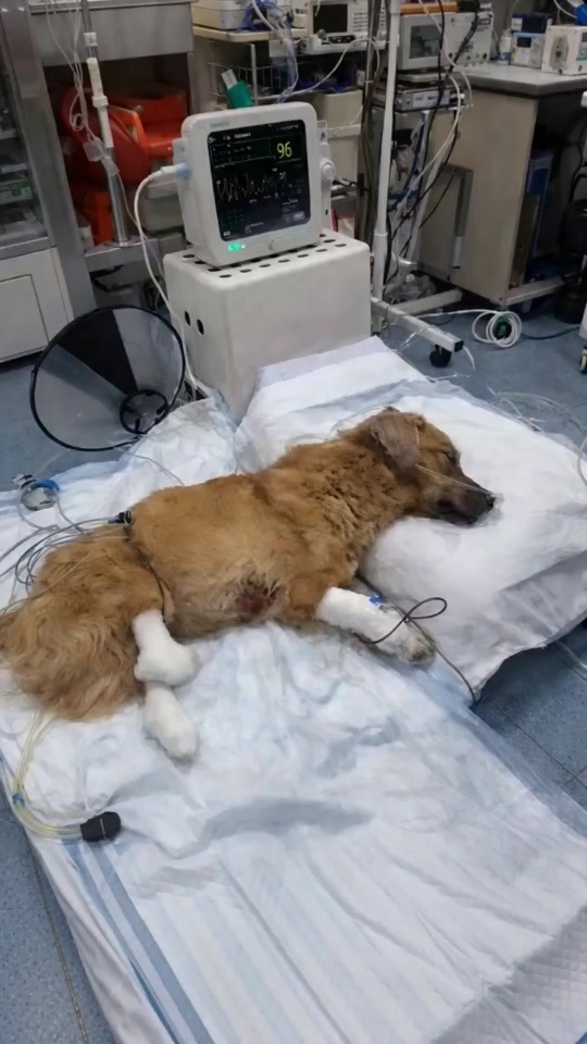 The Dog Who Collapsed on an Empty Street