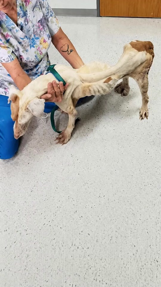 The Dog Who Could Barely Stand