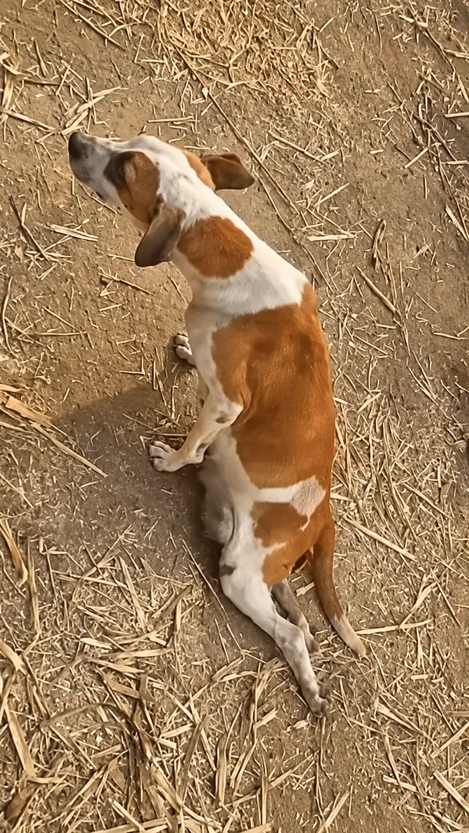 The Dog Who Dragged Himself Through the Dust