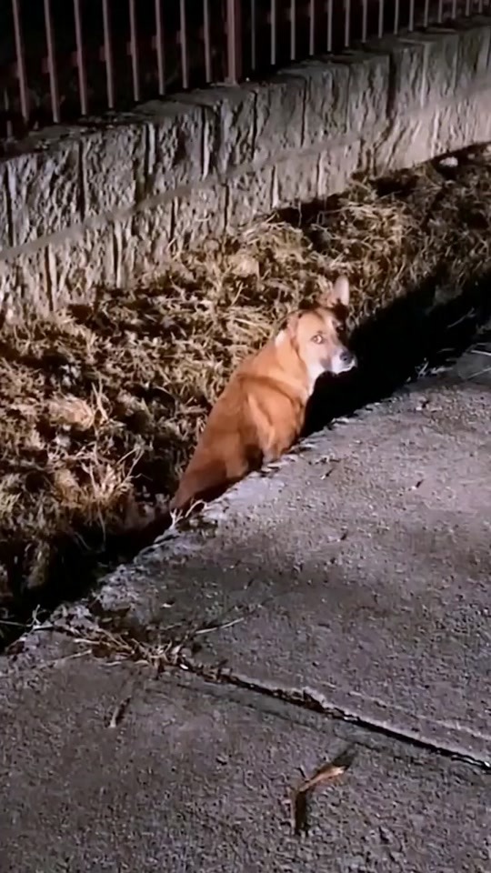 The Dog Who Waited in the Dark