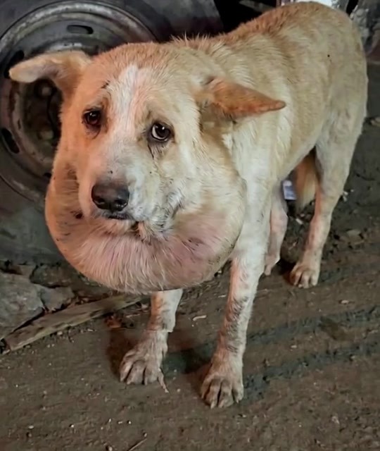 The Dog With a Swollen Neck Walked Alone Until Someone Finally Refused to Look Away