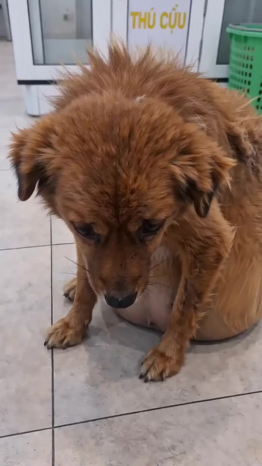 The Dog With the Swollen Belly Sat Silently in the Clinic Then Rescuers Discovered What She Had Been Hiding