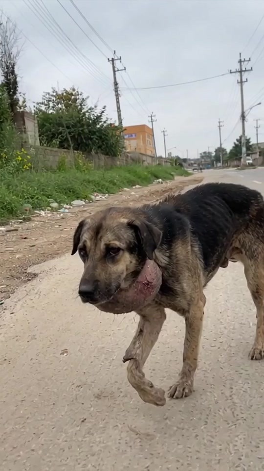 The Dog With the Swollen Neck Was Still Walking Alone Until One Kind Stranger Finally Stopped