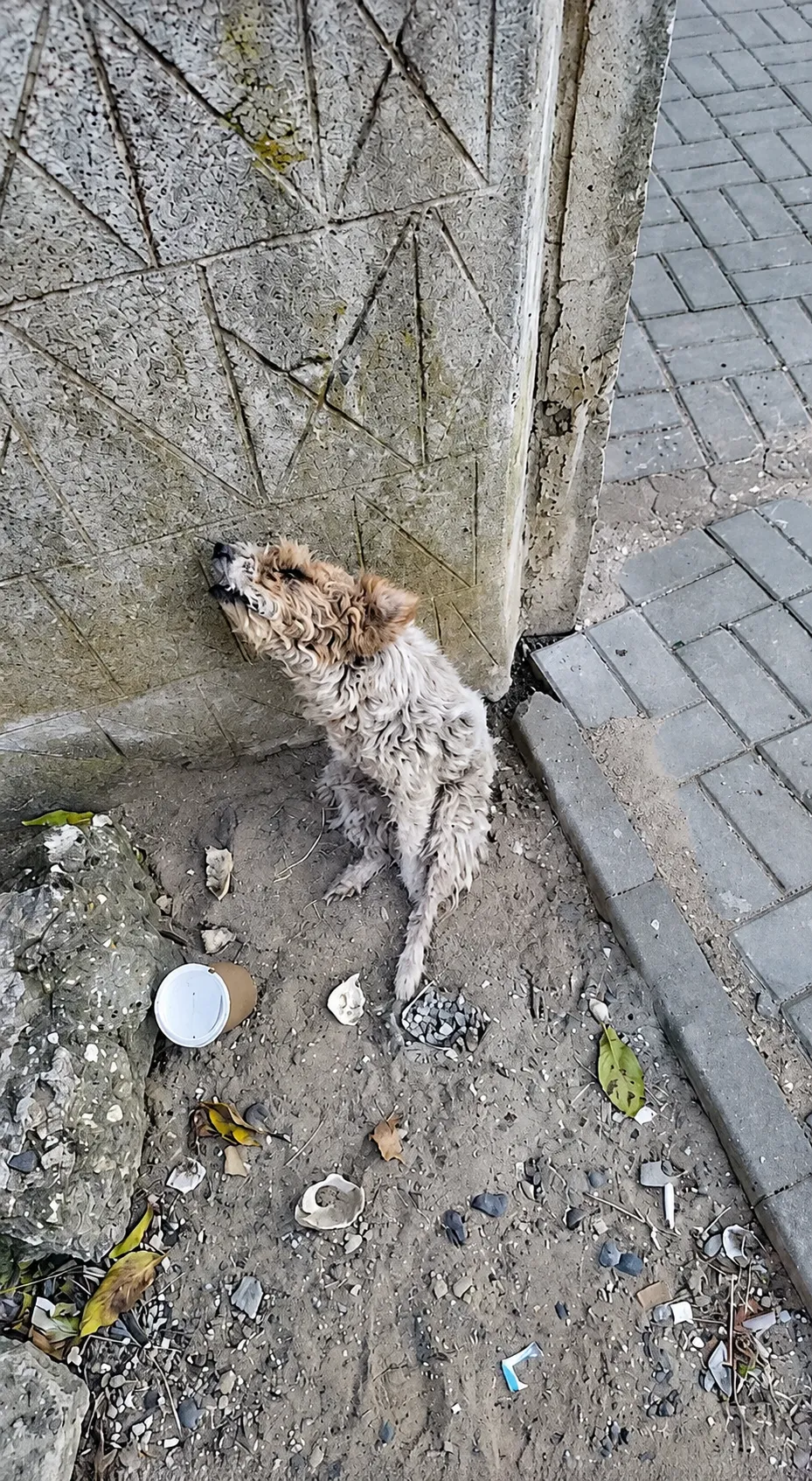 The Forgotten Dog by the Wall
