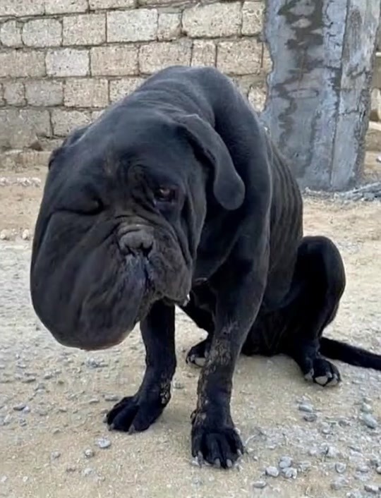 The Giant Black Dog Nobody Wanted
