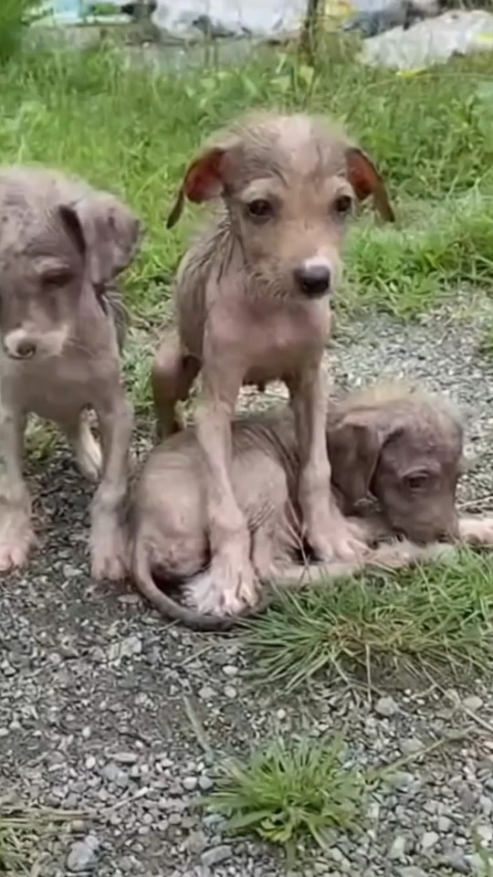 The Harsh Reality of Stray Puppies on the Streets