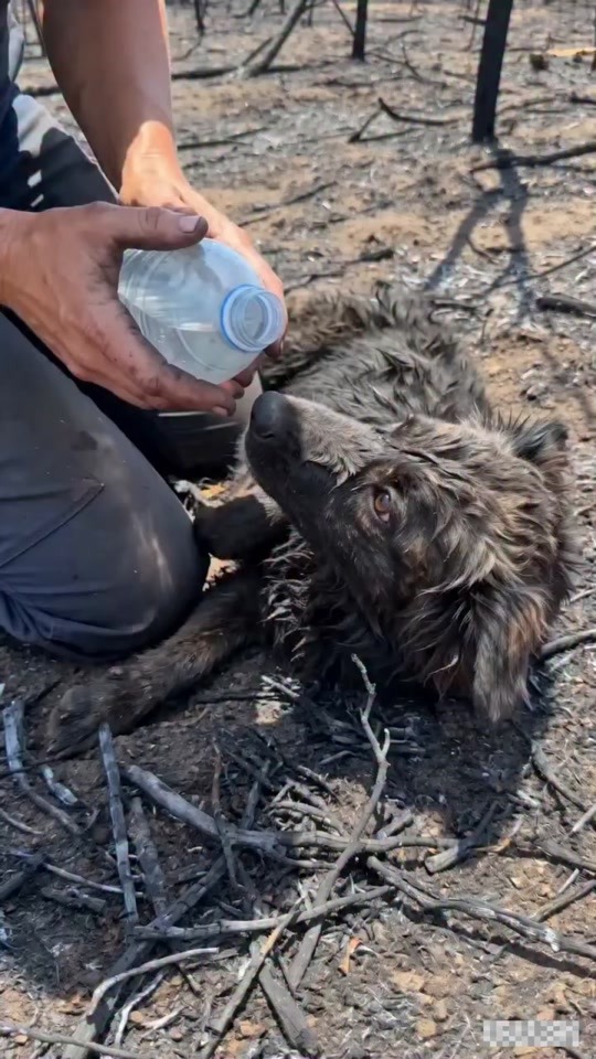 The Heartbreaking Rescue of a Dog That Survived a Wildfire
