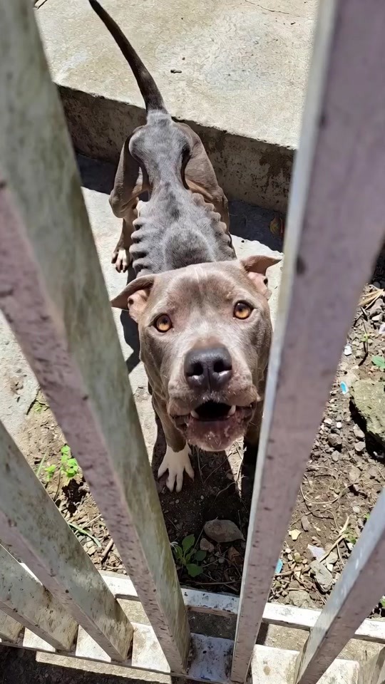 the-heartbreaking-rescue-of-an-abandoned-do