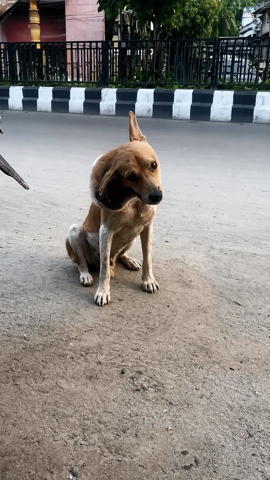 The Injured Dog Sitting Beside the Road