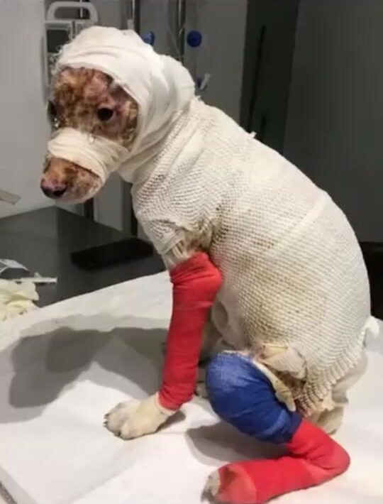 The Injured Dog Wrapped in Bandages