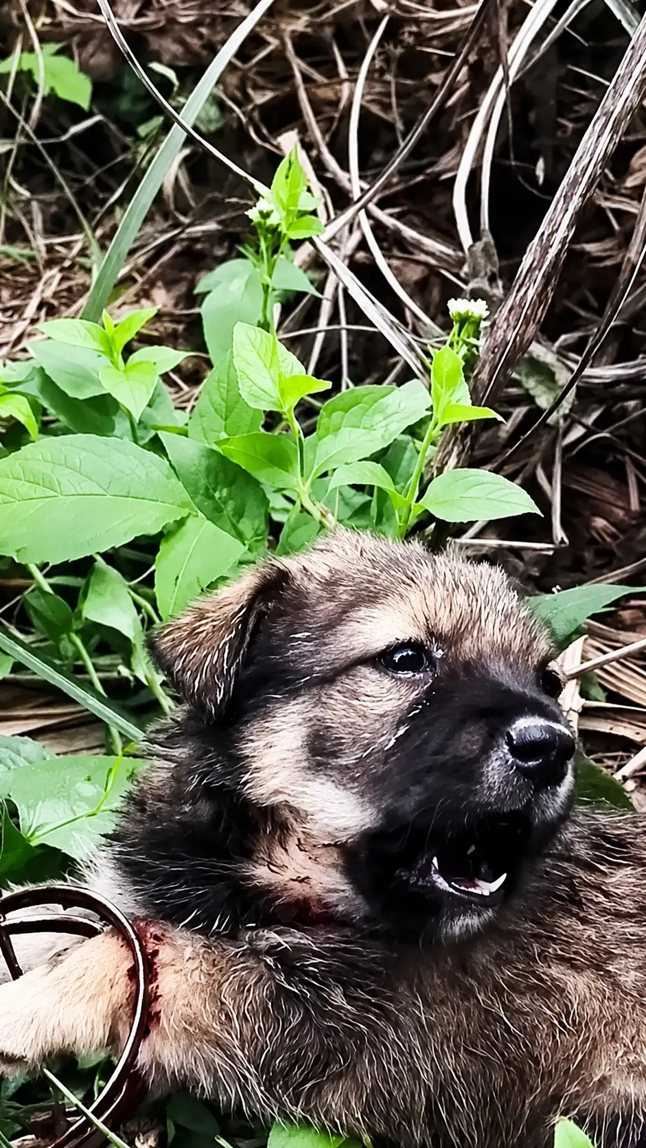 The Injured Puppy