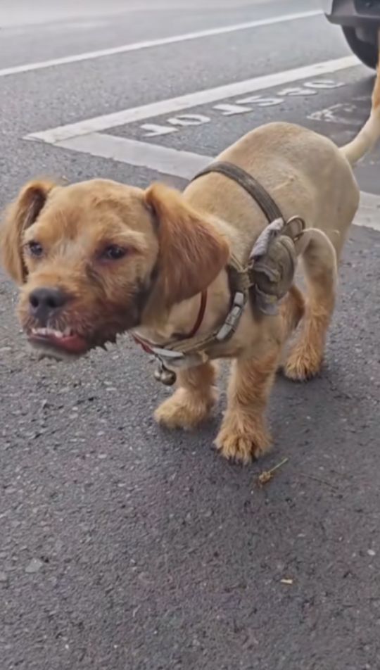 The Little Dog by the Road