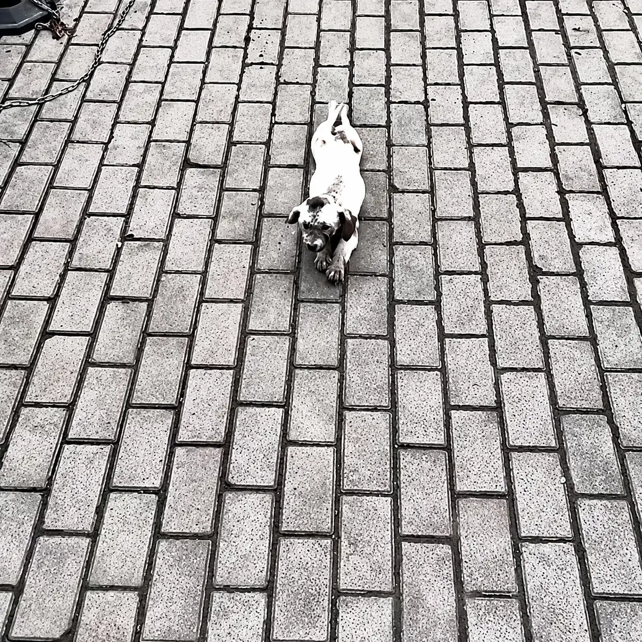 The Little Dog Who Dragged Himself Across the Street