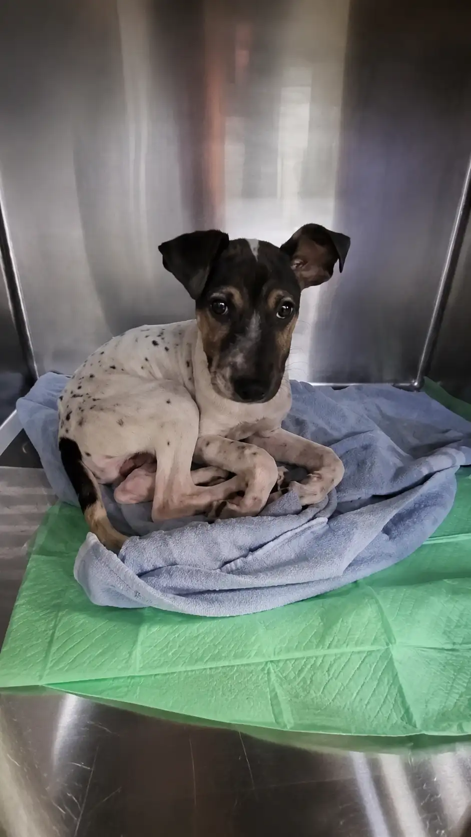 The Little Dog Who Waited All Day for One Kind Hero to Notice Him