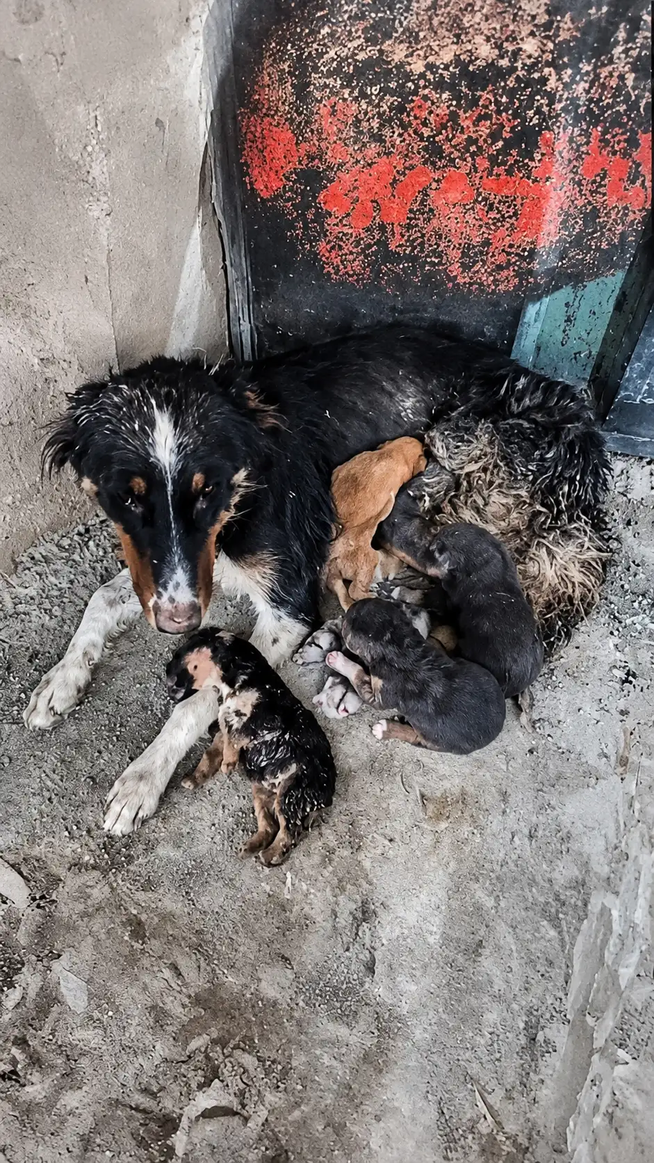 The Mother Dog Who Hid Her Newborn Puppies in a Dirty Corner
