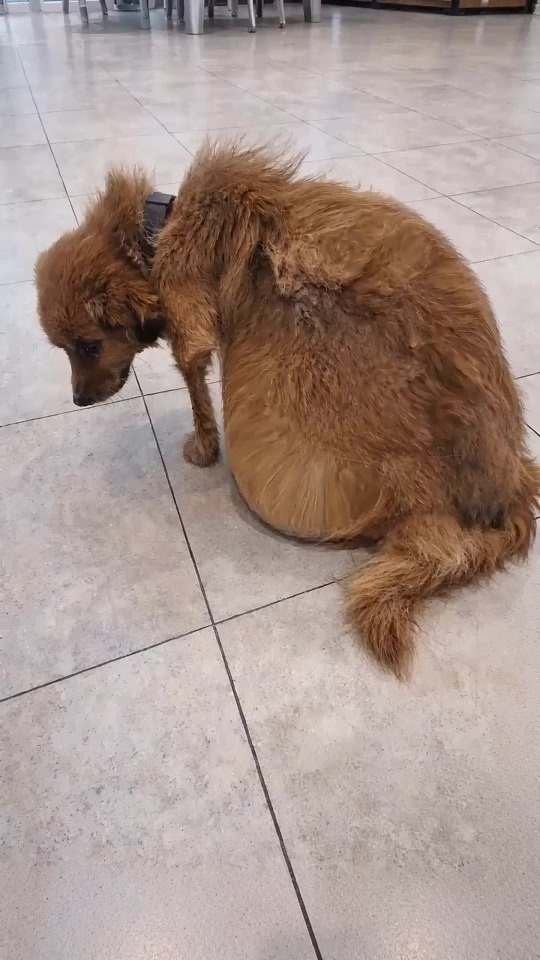 The Shivering Brown Dog Sat Alone on the Floor
