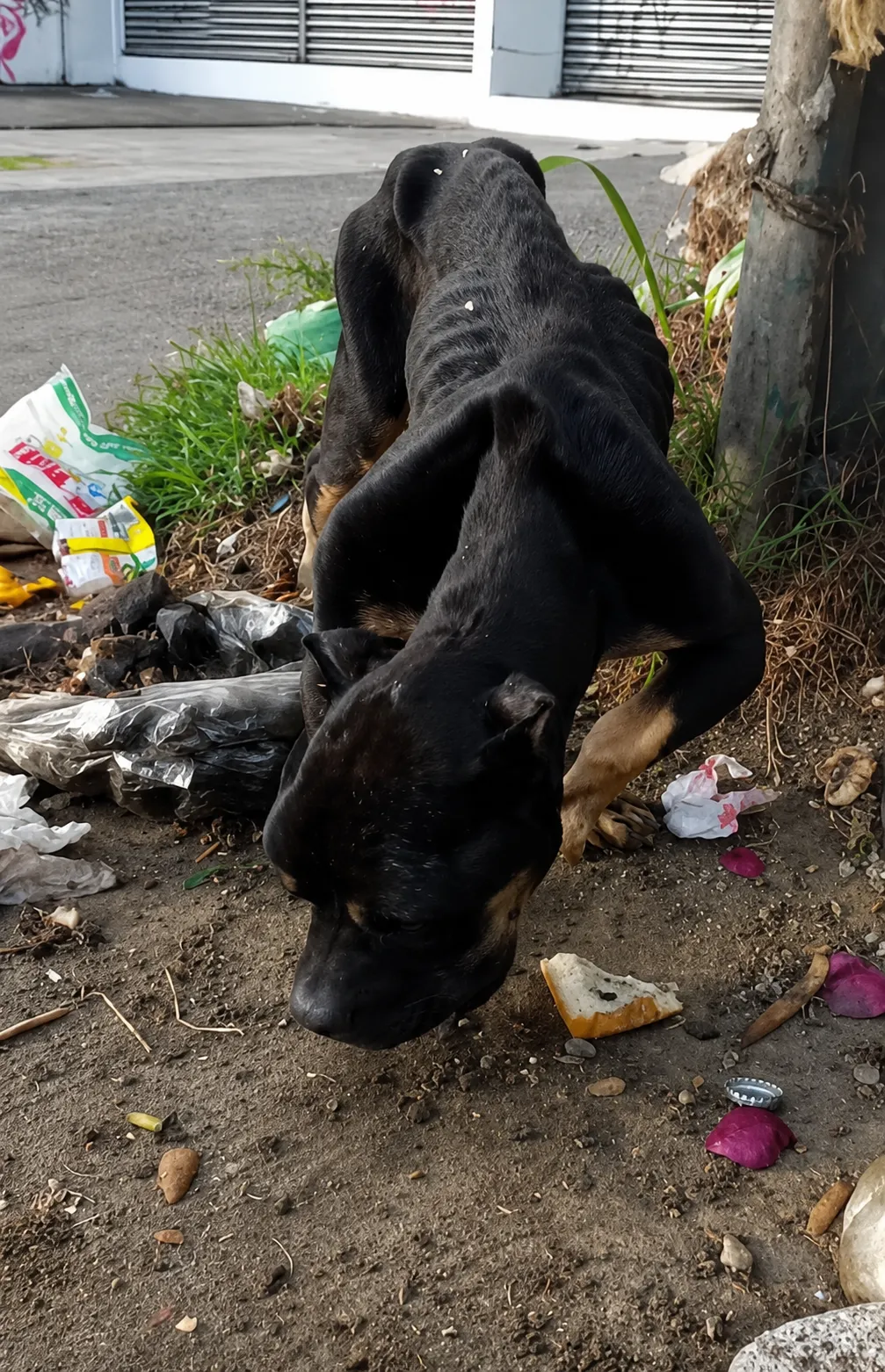 The Starving Dog Found Beside the Road Was Too Weak to Beg