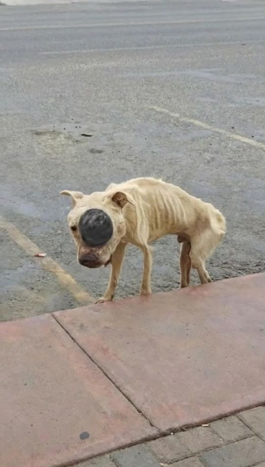 The Starving Dog With a Black Swelling on His Face Stood by the Road Then Someone Finally Stopped