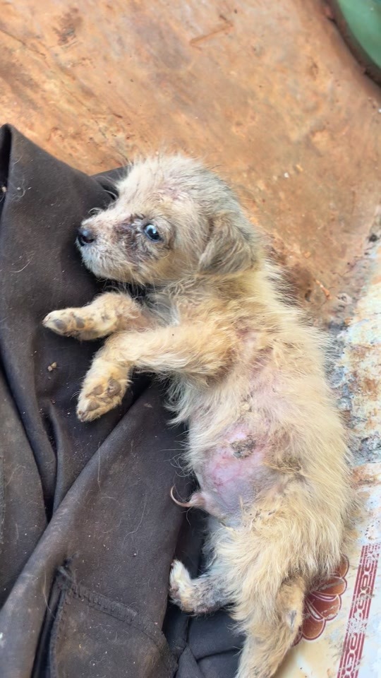 The Tiny Puppy Found on a Dirty Cloth