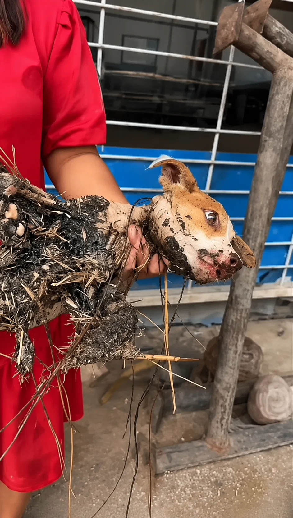 The Unbelievable Rescue of a Dog Left to Turn to Stone