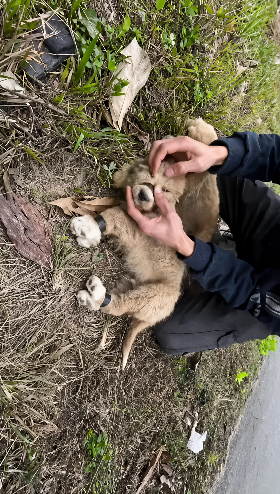Their Mouths Were Taped Shut by the Roadside Then a Stranger Saw Them Moving