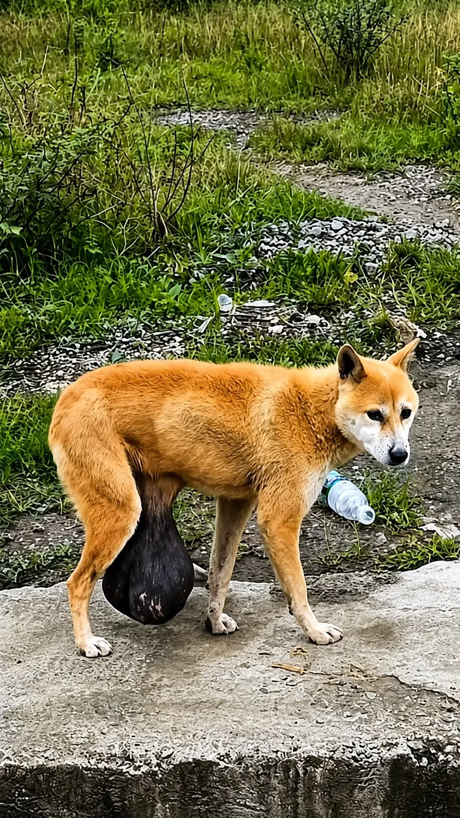 They Abandoned Her Because of a Giant Tumor