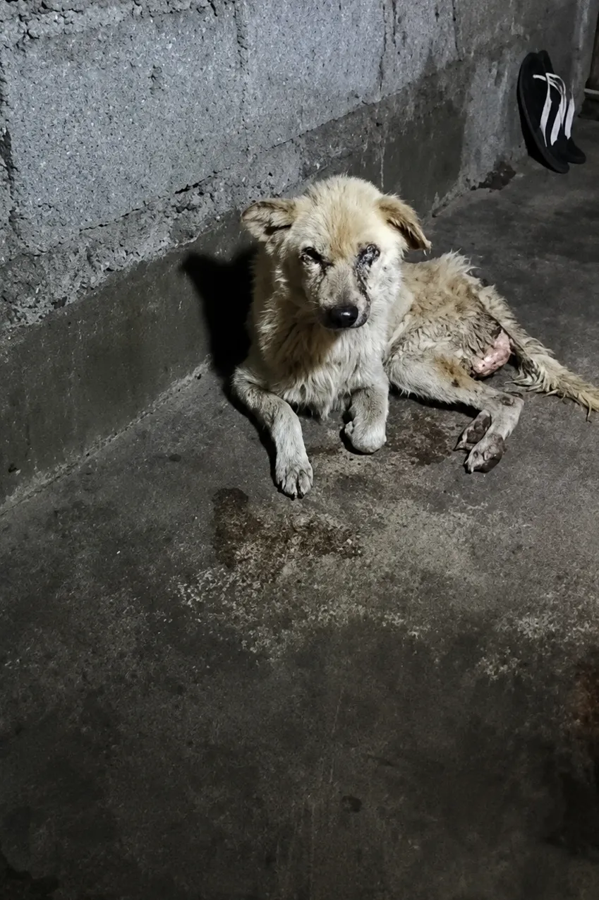 They Found a Blind Stray Dog Collapsed in a Corner