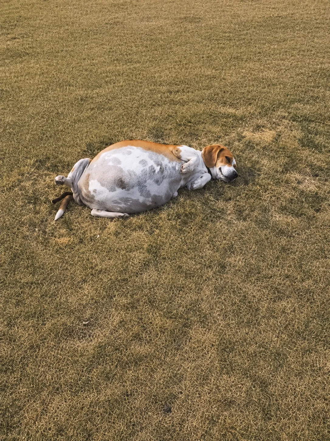 They Found a Dog Alone in the Field With a Belly So Swollen She Could Barely Lift Her Head
