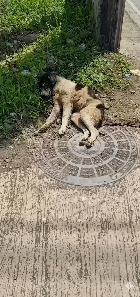 They Found a Dog Collapsed Beside a Manhole