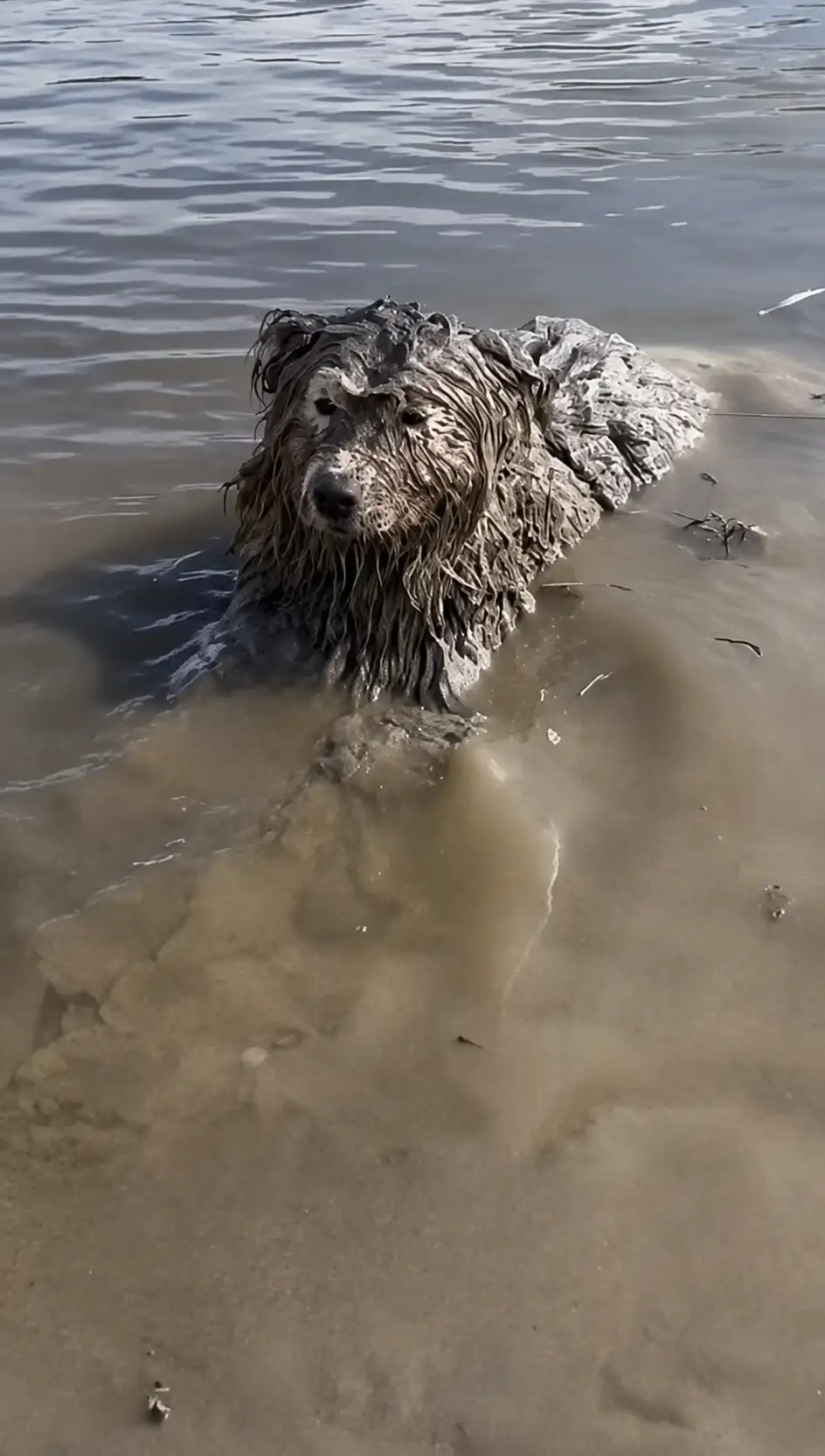 They Found a Dog Trapped in Mud With Its Legs Tied