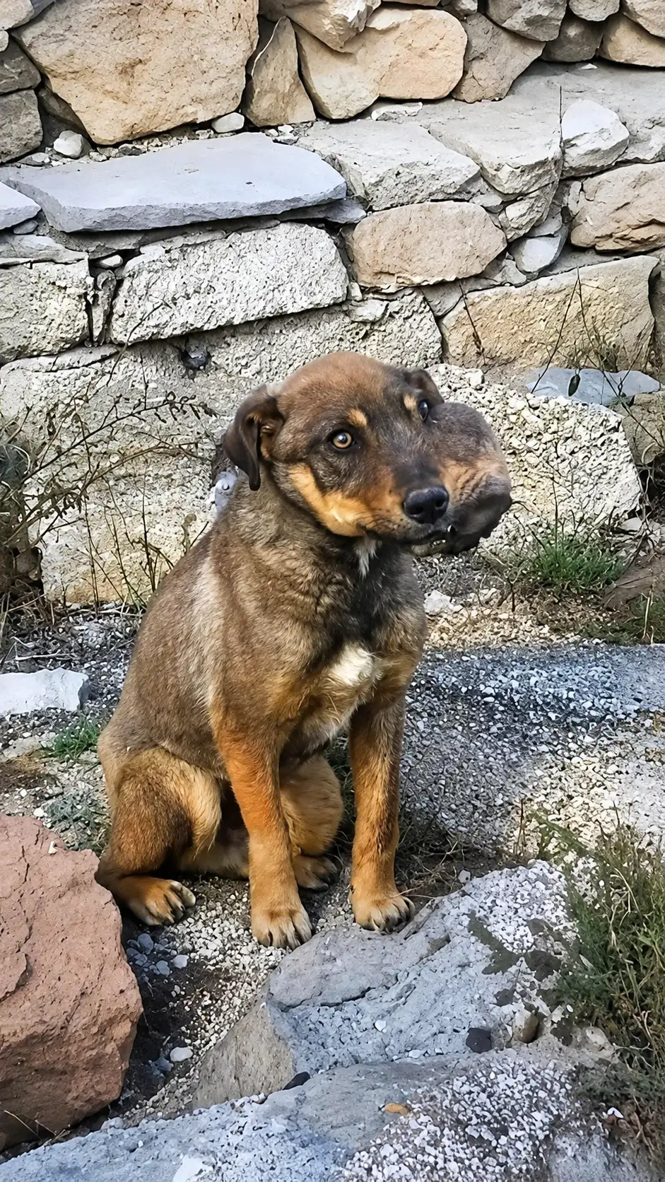 They Found a Dog With a Broken Face Sitting Alone by a Stone Wall