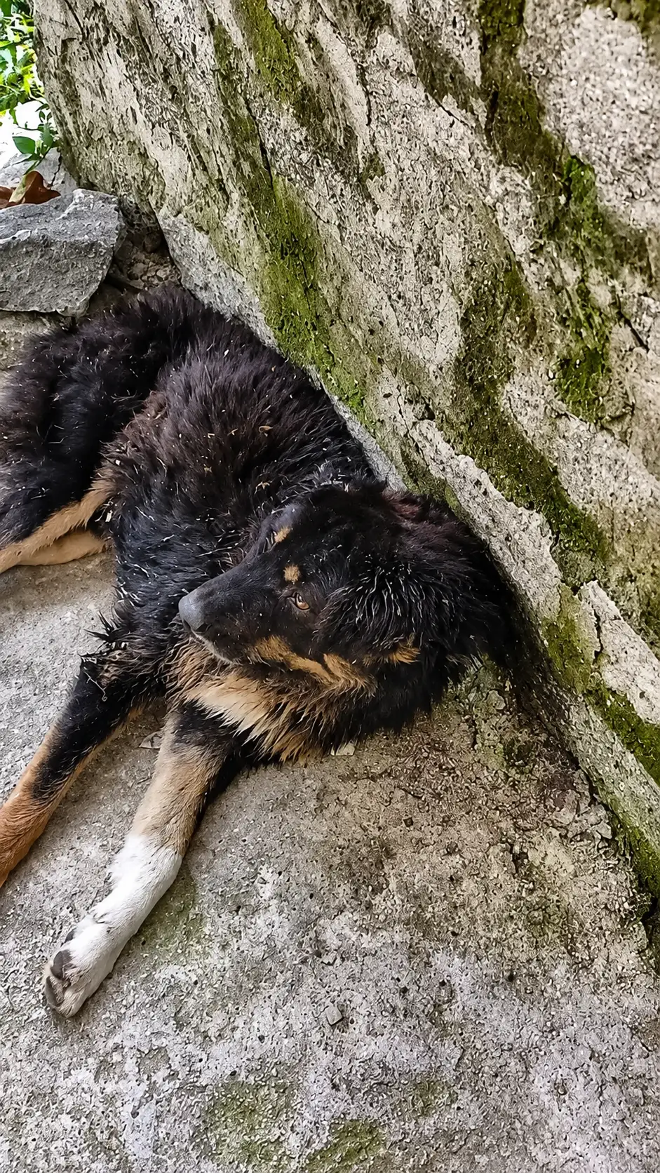 They Found a Dying Dog Beside a Wall