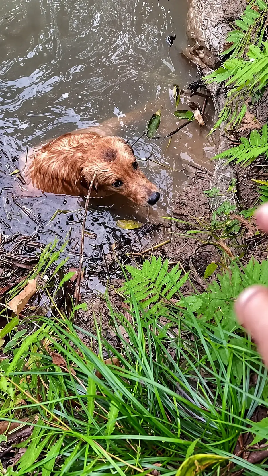 They Found a Golden Retriever Trapped in a Muddy Canal