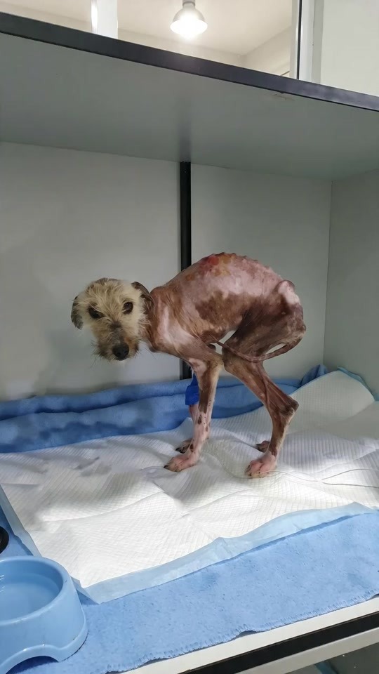 They Found a Hairless, Wounded Dog Standing Alone Then His Rescue Changed Everything