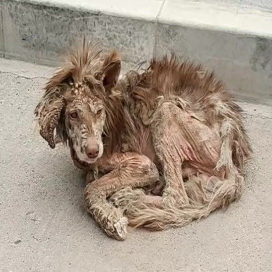 They Found a Matted Dog Curled Beside the Road
