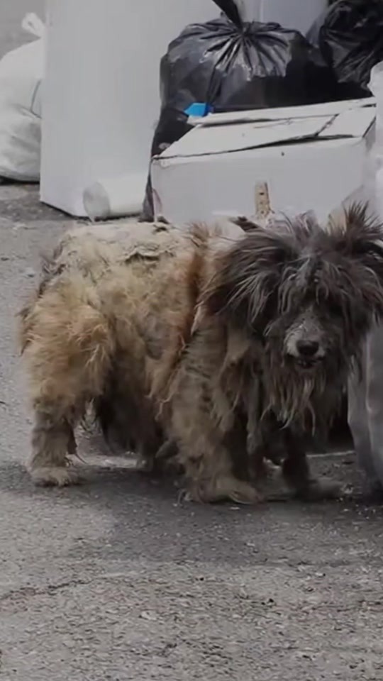 They Found a Matted Little Dog Beside the Trash