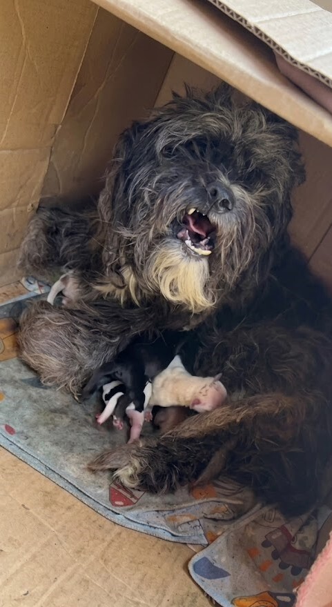 They Found a Matted Mother Dog Hiding Under Cardboard