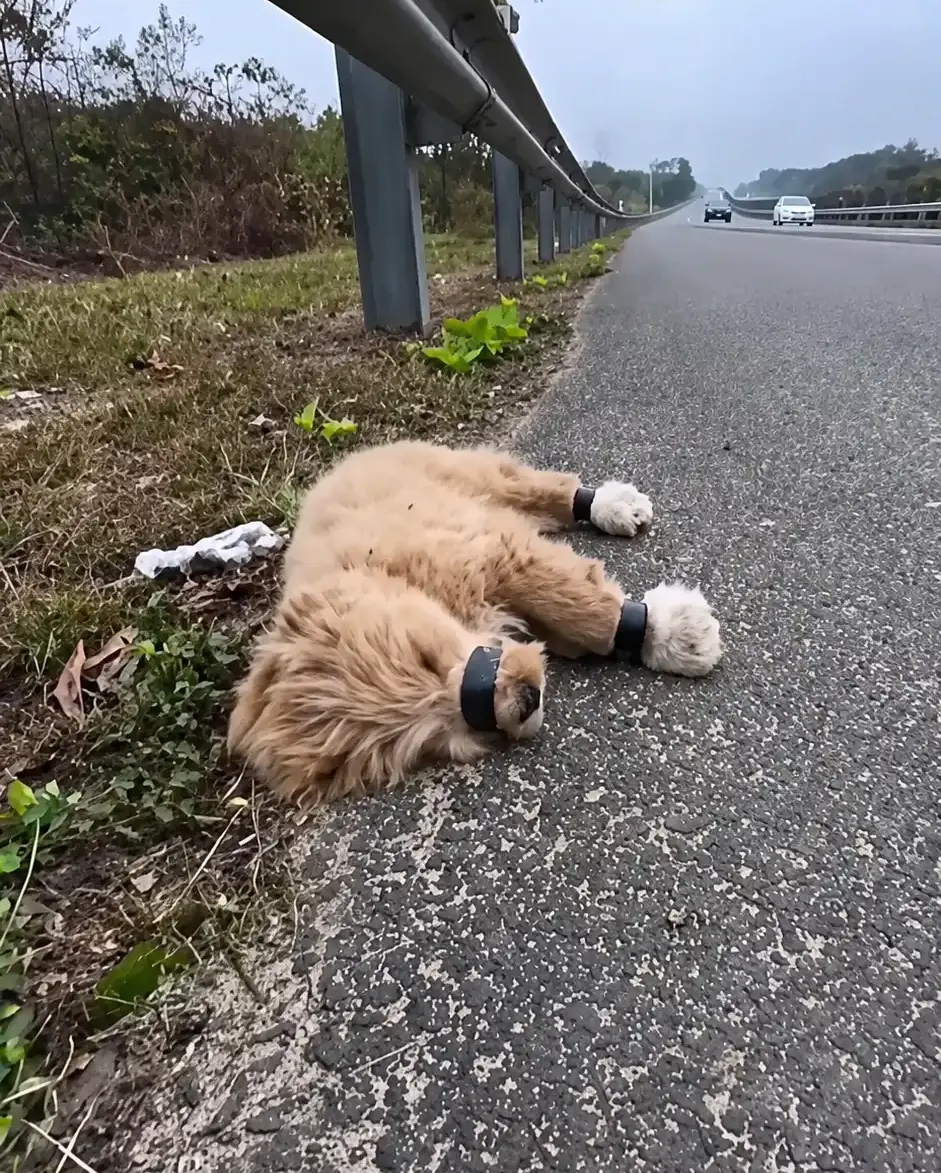 A Tiny Puppy Left Beside the Road