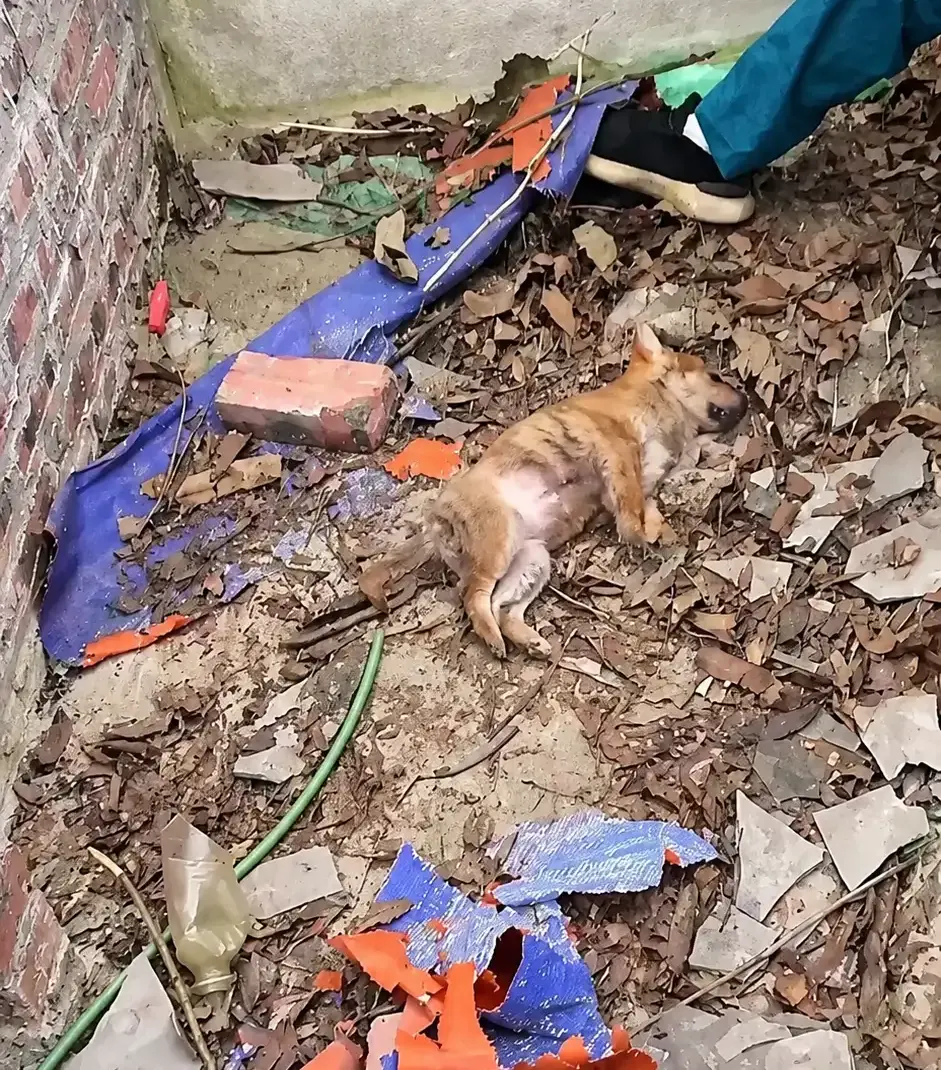 They Found a Motionless Puppy in the Rubble