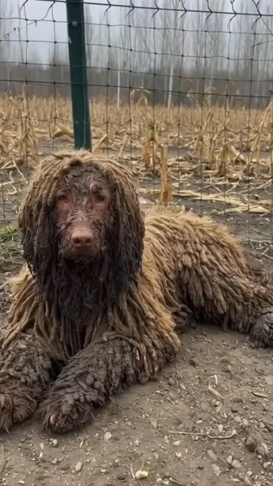 They Found a Mud-Covered Dog Lying by a Fence