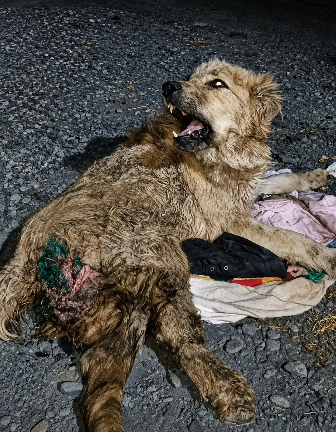 They Found a Pregnant Dog Abandoned on the Road