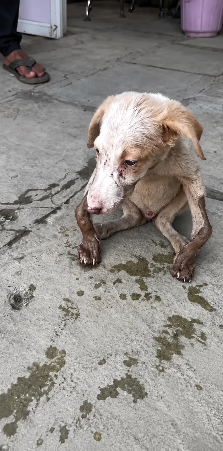They Found a Puppy With Bent Legs