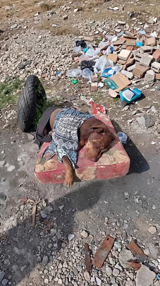 They Found a Sick Dog Lying on an Old Mattress in the Trash