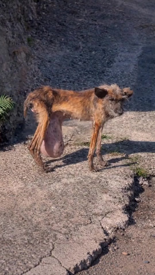 They Found a Starving Dog Carrying a Terrible Burden