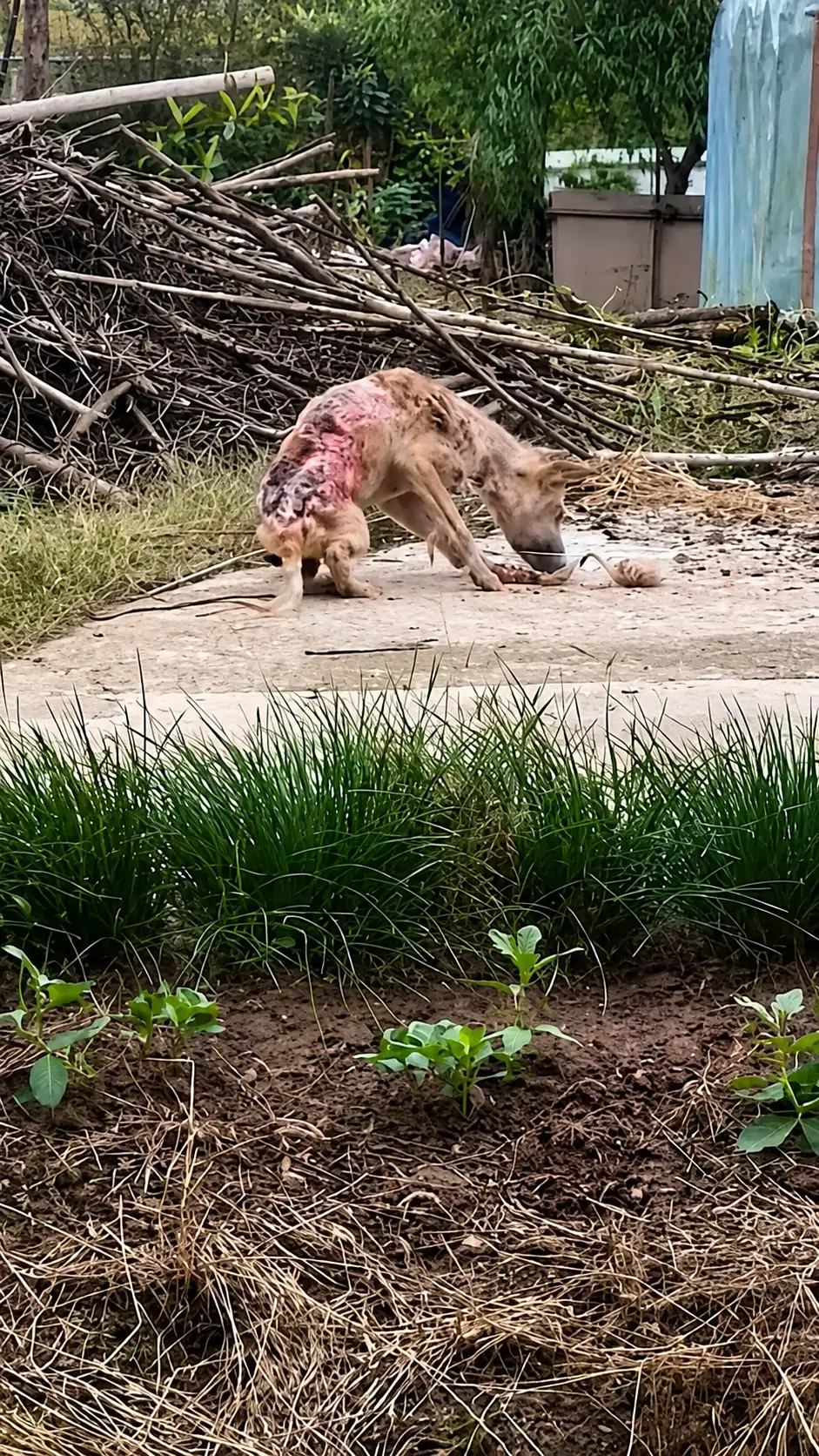 They Found a Starving Dog Covered in Wounds