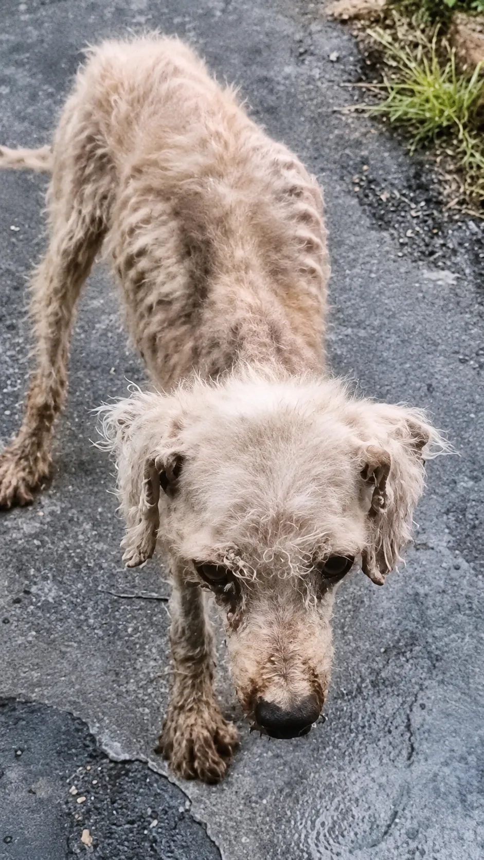 They Found a Starving Dog on the Road