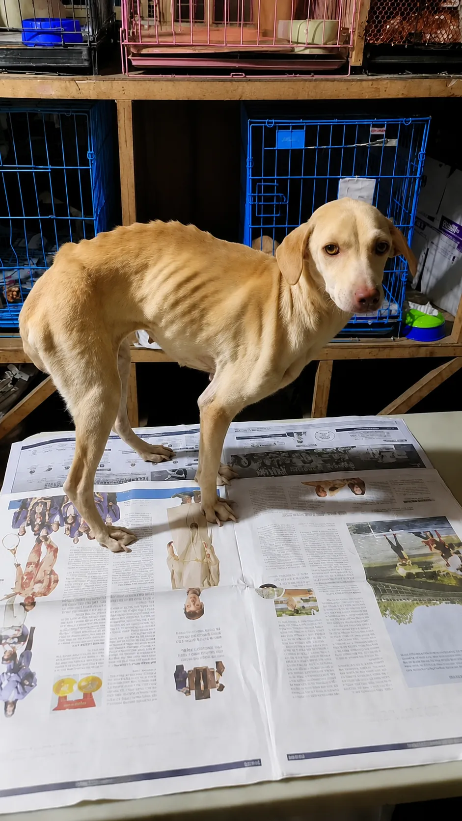 They Found a Starving Dog Too Weak to Stand